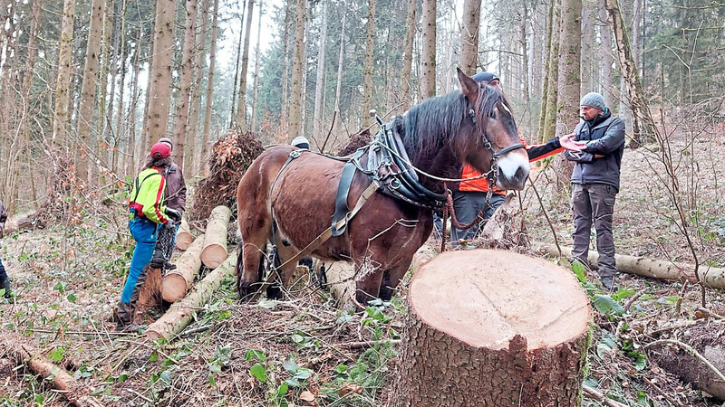 Sanft zum Boden: Gemeinsam mit seinem zehnjährigen Wallach Hubert befördert Dominik Zabilka die Baumstämme zum Forstweg. Im Gegensatz zu Forstmaschinen sind die beiden leichter und wendiger.