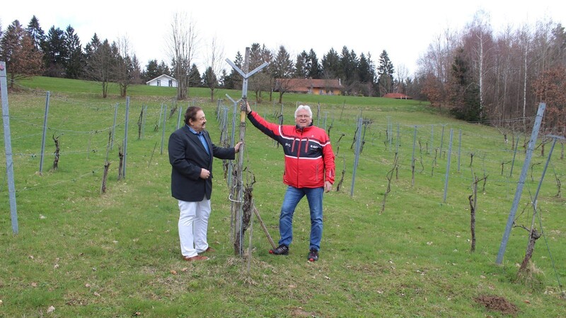 Ludwig Festl (l.) freut sich, dass der Weinberg weiterbewirtschaftet wird. Georg Weikl, einer der drei neuen Pächter, ist schon auf den ersten Wein gespannt.