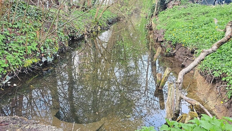 Hier fließt das Wasser kaum noch: Die Biodiversitätsberatungsstelle hat Maßnahmen erarbeitet, um die rückläufige Pfettrach aufzuwerten und zu renaturieren.