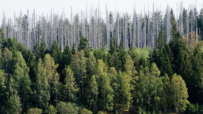 Vom Borkenkäfer zerstörte Fichten stehen im Nationalpark Harz. Bundesagrarministerin Julia Klöckner will übergreifende Klima-Nothilfen für den deutschen Wald.
