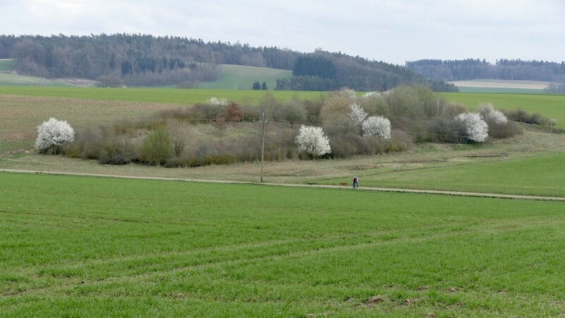 Frühling im Feldgehölz bei Feuchten, Gemeinde Bayerbach.