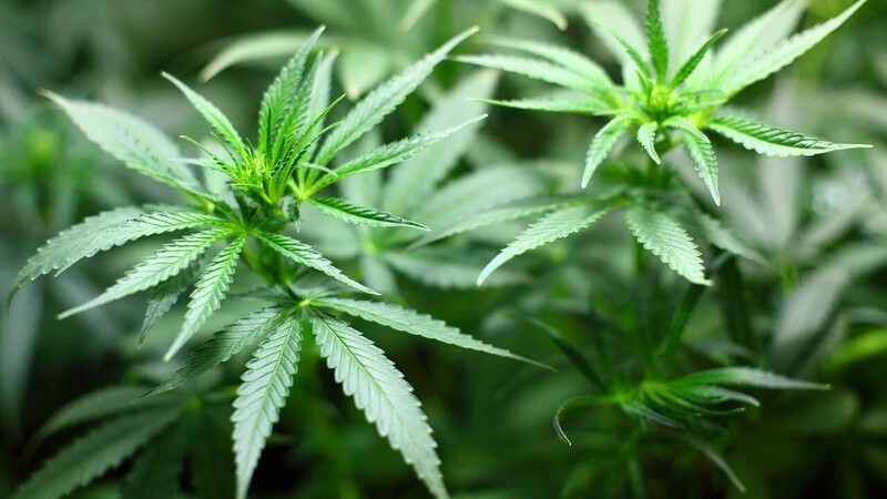 Cannabis darf ab 1. Juli angebaut werden.  F