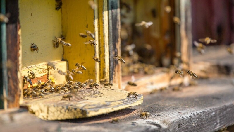 Beim Kreisimkertag am Sonntag, 14. April, gibt es zahlreiche Informationen rund um das Thema "Bienen und Lebensräume".