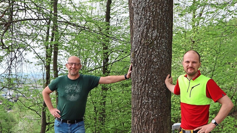 Bei einer alten Eiche in der Wörther Herrngasse: Frank Danicek (links) und Lukas Nürnberger sind die Gabreta Tree Experts.