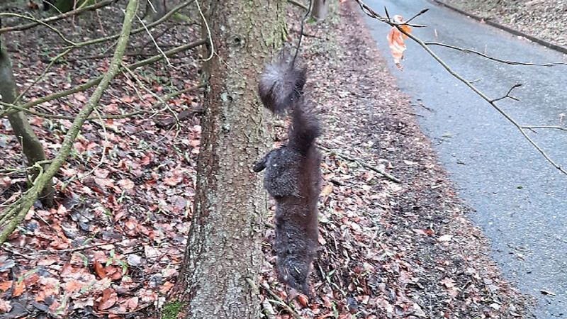Reiterinnen haben vor Kurzem ein totes Eichhörnchen gefunden, dass jemand bewusst gut sichtbar an einem Baum direkt neben der Straße aufgehängt hatte.