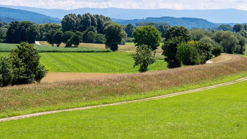 Wiesen und Felder nahe der Donau bei Wörth. In diesem Bereich ist ein Flutpolder geplant.