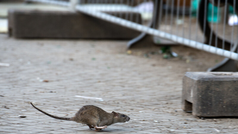 Wer bei sich zuhause Ratten laufen sieht, sollte schnell etwas dagegen unternehmen. Ratten bekommen bis zu acht Mal im Jahr Nachwuchs. Die SER ist gegen Ratten im Kanal ganzjährige aktiv.