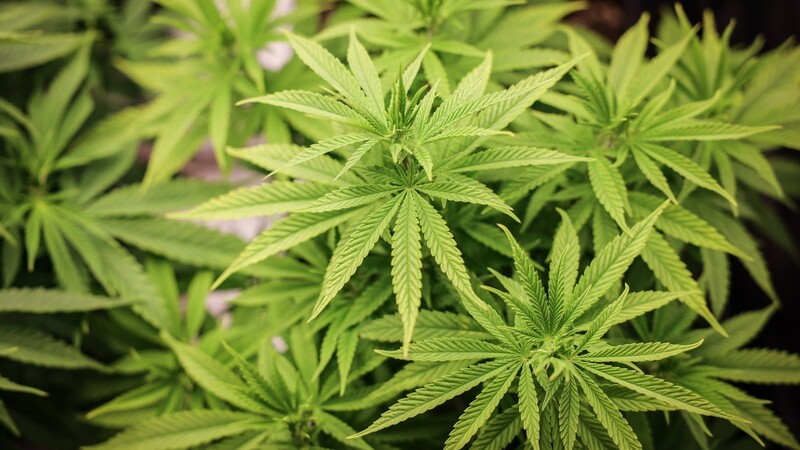 Cannabispflanzen - sattes Grün mit berauschender Wirkung.