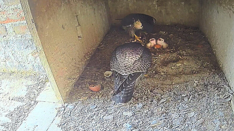 Wer lang genug bei der Webcam zuschaut, sieht auch manchmal die Falkenküken. Denn noch werden sie von ihrer Mutter gehudert, also unter dem eigenen Körper und den Flügeln gewärmt.