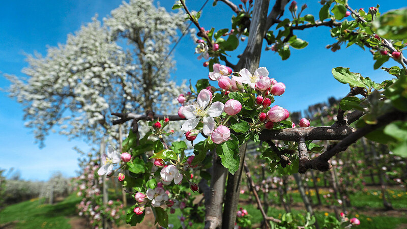 Während viele Steinfruchtbäume wie etwa die Kirschbäume schon abgeblüht sind, ist die Blüte bei den Apfelbäumen noch im Gang. Durch das kalte Wetter am Wochenende, könnte das für die Ernte zum Problem werden.  Foto: