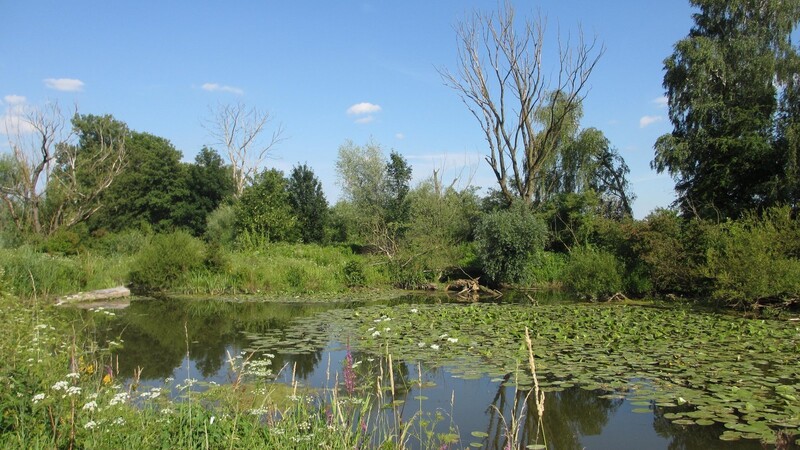 Miteinander verwobene Lebensräume fördern die Artenvielfalt: Weiher in der Gollau. Das Fauna-Flora-Habitat- sowie Vogelschutzgebiet gehört zum Schutzgebietsnetz "Natura 2000".