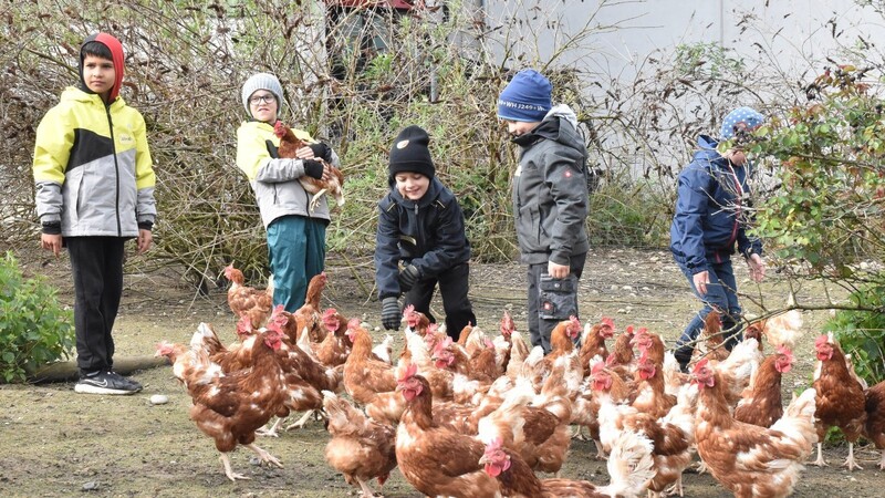 Mit dem Huhn auf Du und Du: Zweitklässler konnten im Rahmen des Aktivwochen-Start Landwirtschaft ganz direkt erleben.