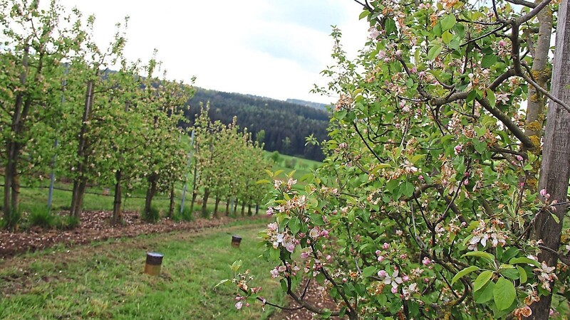 Die Obstplantage der Familie Simml in Kalsing, zwischen den Baumreihen Frostkerzen. In 14 Tagen erst wird man sehen, ob die Bestäubung der Blüten angesichts der Temperaturkapriolen geklappt hat.