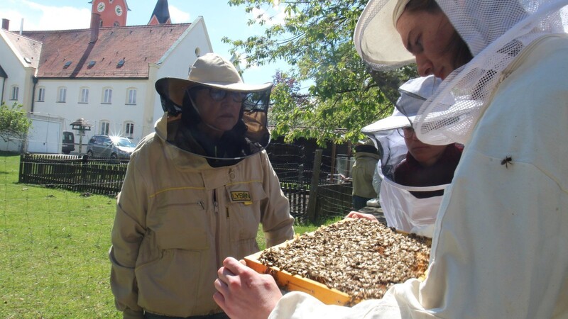 Rund 50 000 bis 70 000 Bienen leben in einem Stock. In dem Gewusel muss die Königin gefunden werden. Hannelore Pichlmeier (links) ist Zuchtwartin im Verein.