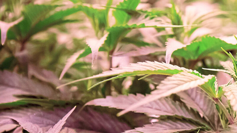 Cannabispflanzen stehen im Blühraum einer Produktionsanlage. Hoch gesichert und hinter dicken Stahlwänden simulieren LED-Lampen Sonnenauf- und -untergänge bei idealen Wachstumsbedingungen.  Foto: Christian Charisius/dpa