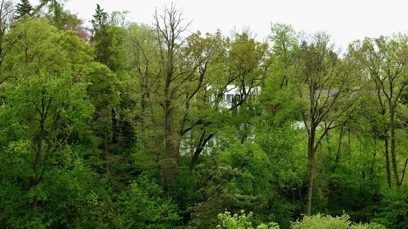 Eiche, Spitzahorn und Esche finden sich auf dem Hanggrundstück. Ob es sich um einen "Schutzwald" handelt, der den Hang vor Erosion schützt, darüber gehen die Meinungen auseinander.
