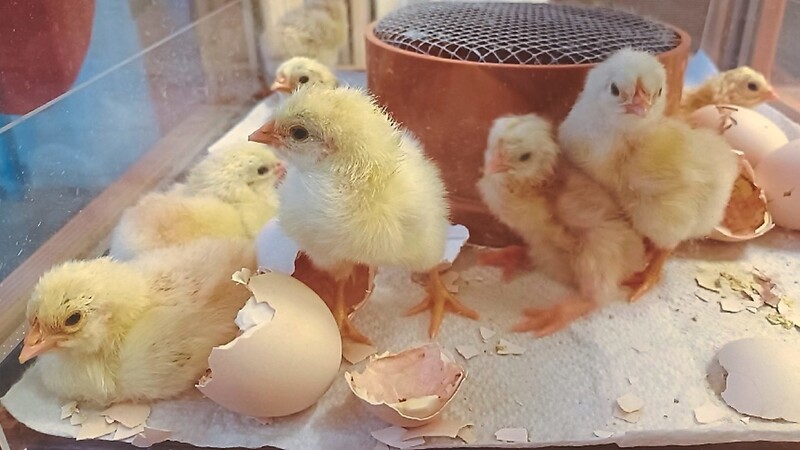 Nach und nach schlüpften die Küken aus ihren Eiern heraus.