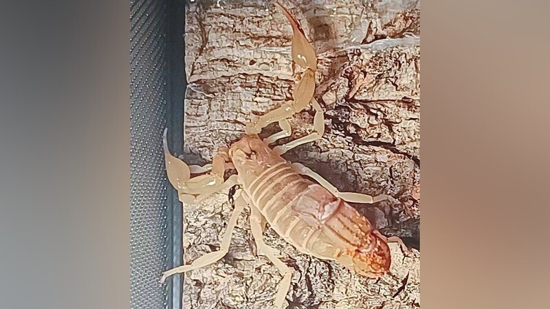 Unbekannter stellte "Androctonus australis", einen Skorpion mit tödlichem Gift, an Haustür ab.