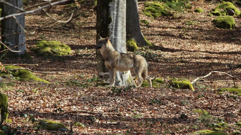 Bei strahlendem Sonnenschein zeigt sich einer der beiden Wölfe im Tier-Freigelände des Nationalparkzentrums Lusen bei Neuschönau. Die beiden Rüden sind erst vor einem halben Jahr in den Nationalpark eingezogen.