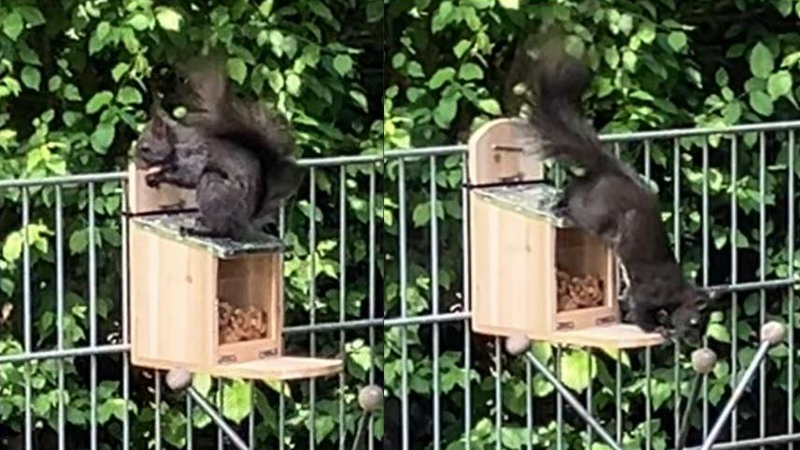 Das Eichhörnchen-Pärchen lässt sich die Leckereien in der Futterbox schmecken.