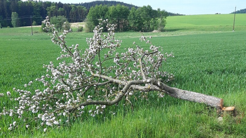 Der 20-jährige Apfelbaum voller Blüten wurde an der Kreisstraße bei der Einmündung nach Herrnthann umgesägt.