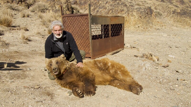 Karl-Heinz Schindlatz mit einem betäubten Gobibären auf dem Schoß. Der Chamer LBV-Vertreter begleitete mongolische Naturschützer, die ihm einen Peilsender angehängt haben.