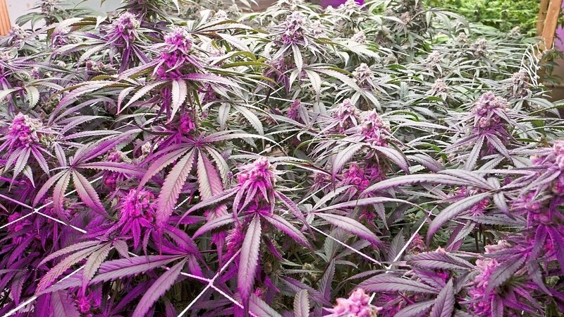 Zehn Marihuana-Pflanzen hat der Landauer Angeklagte in seinem Keller angebaut.