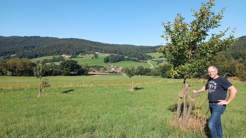 Auf einer Ausgleichsfläche hat die Gemeinde Kollnburg eine Streuobstwiese angelegt, Bürger dürfen sich an den Früchten bedienen.