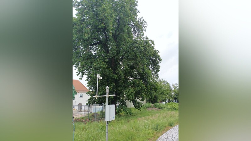 Die Rosskastanie im Nawareum-Garten ist Teil des Projekts "Baum 4.0". Dabei erfassen Sensoren Daten des Baumes, aber auch des Wetters.