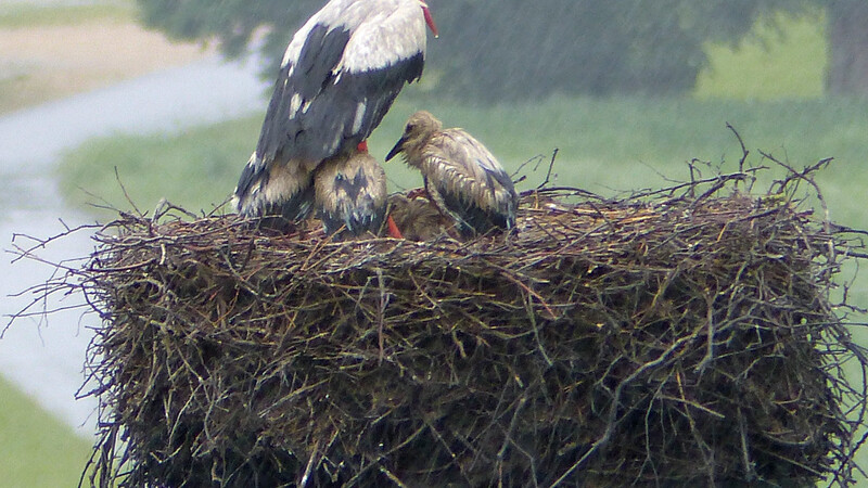 Der Dauerregen setzt auch den Störchen zu. Der Altstorch versucht, die Jungen etwas vor dem Regen zu schützen.