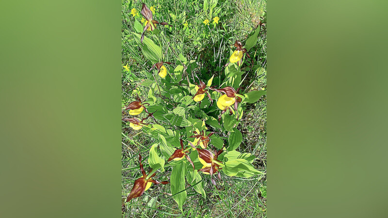 Im großen FFH-Gebiet "Isarauen von Unterföhring bis Landshut" wächst eine seltene und zugleich gefährdete Orchidee, nämlich der Frauenschuh.  Foto: Tobias Schropp