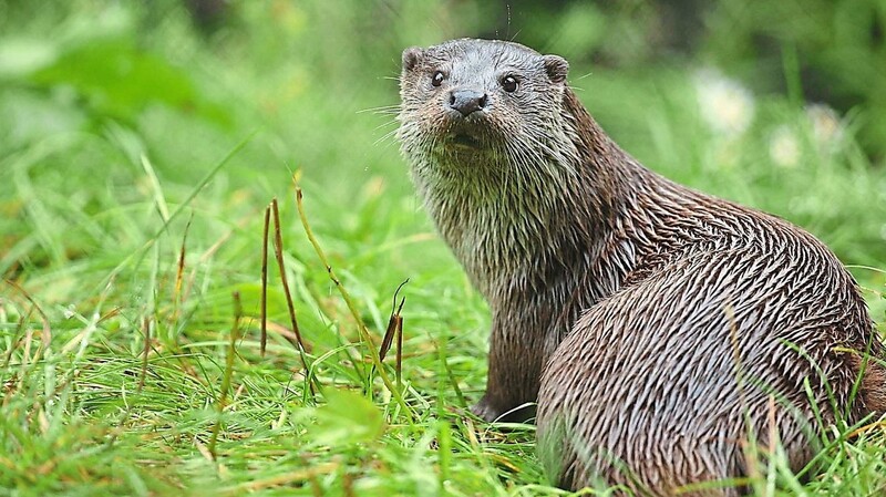 Der Otter ist wohl flächendeckend im Landkreis Cham heimisch. Das recht verborgene Lebensweise aber macht eine genaue Zählung schwierig.
