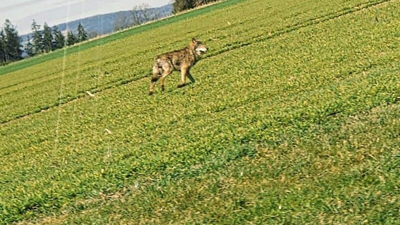 Am Dienstag gegen Mittag hat Manfred Reisinger dieses Foto gemacht. Örtliche Jäger sind sich einig, dass es sich dabei um einen Wolf handelt.