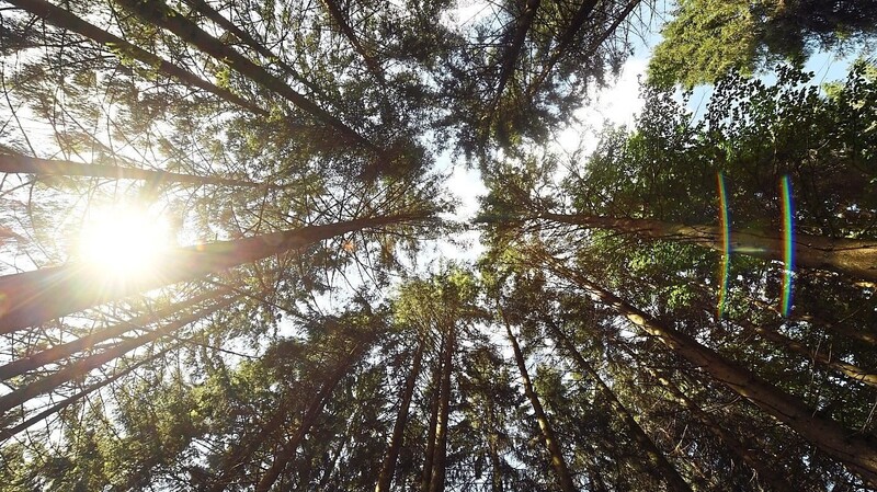 Für den Klimaschutz sollen die Wälder des Freistaats künftig um eine Million Bäume pro Jahr wachsen.