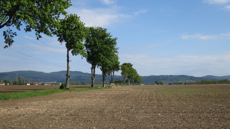 Durch die Wörther Au bei Kiefenholz sollen die wahrscheinlich zwei Kabelstränge der Stromautobahn gegraben werden. Wegen der Grunddienstbarkeit sei das Land hinterher entwertet, kritisieren viele Landwirte und Verpächter.