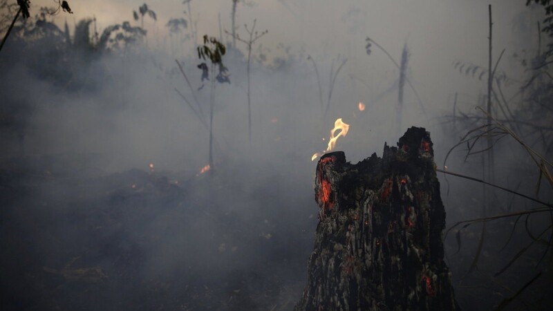 Ein verkohlter Baumstumpf steht in der Nähe der Stadt Porto Velho: In Brasilien wüten verheerende Waldbrände.