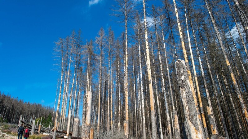 Wanderer gehen im Nationalpark Harz an abgestorbenen Fichten vorbei. Mit einem neuen Programm will die Bundesregierung die Wälder umbauen.