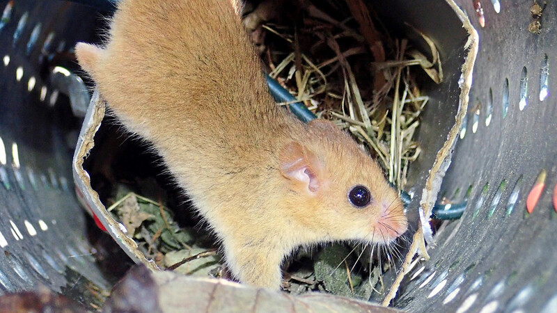 Ein ideales Maus-Domizil: Mit selbstgebauten Niströhren haben Wissenschaftler in Bayreuth das Verhalten der streng geschützten Haselmaus erforscht.