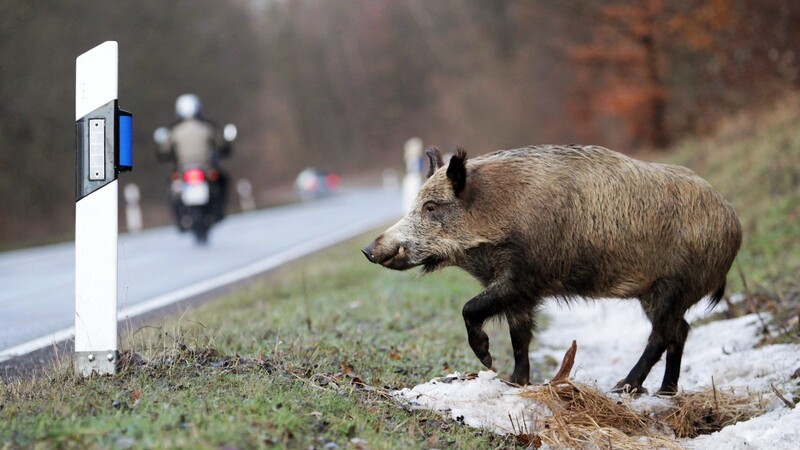 Immer wieder kommt es zu Unfällen mit Tieren, die die Fahrbahn kreuzen. Am Wochenende ereigneten sich gleich zwei Wildschweinunfälle auf der A9.