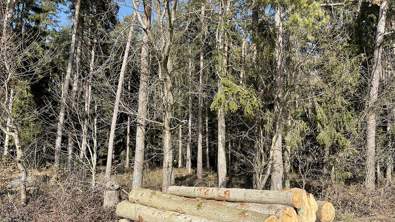 Die Holzstapel der geschlagenen Bäume sind deutlich kleiner geworden.