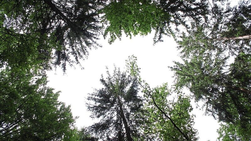 Der bewusste Blick, beispielsweise nach oben in die Baumkronen, geht in der hektischen Gesellschaft immer mehr verloren. Waldbaden möchte das ändern und das Verständnis für die Natur und sich selbst schärfen.