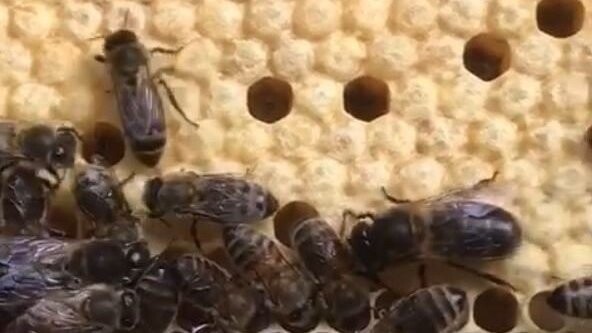 Eifrig sind die Bienen daran, sich um die Waben zu kümmern.