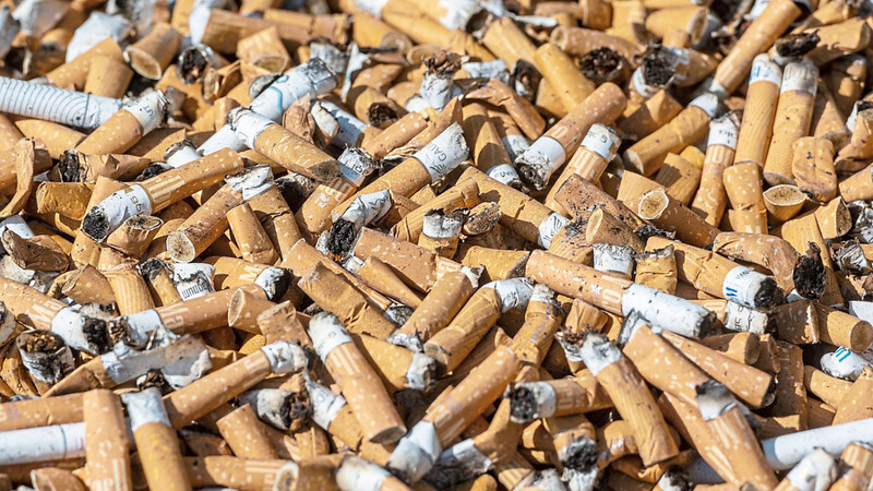 Zigarettenkippen in einem Sammelbehälter. In Bayern sterben nach Schätzungen des Bayerischen Landesamtes für Gesundheit und Lebensmittelsicherheit (LGL) rund 16 000 Menschen pro Jahr an den Folgen des Rauchens.
