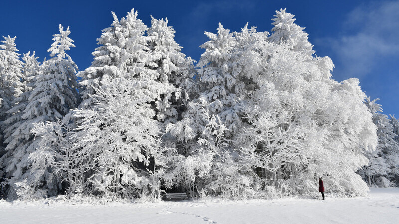 Grandioses Winterwetter in St. Englmar-Hinterwies bei Sonne, blauem Himmel und Pulverschnee.