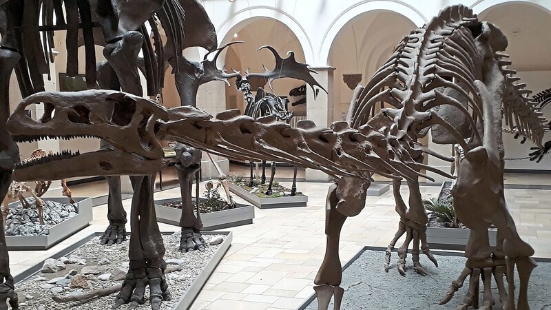 Dieser Plateosaurus, ein früher Vertreter der langhalsigen Sauropoden, streifte vor rund 210 Millionen Jahren durch das heutige Mitteleuropa - und kann jetzt in der Paläontologisches Museum in München besucht werden.