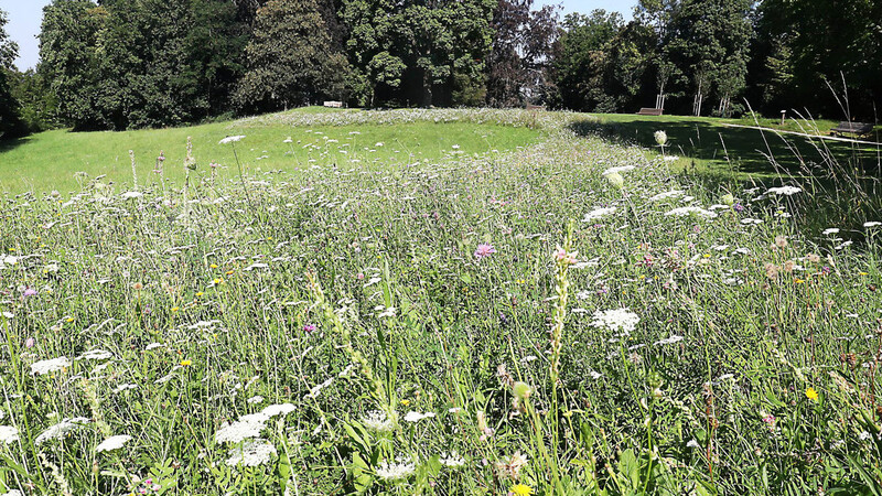 Die Blumenwiese im Hofgarten vor dem Dammhirschgehege wurde vor zwei Jahren angelegt. Sie soll sich weiterhin selbst ausbreiten.