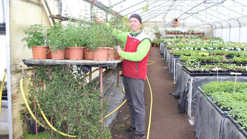Jan Kalivoda ist stolz auf seine Mutterpflanzen. Hier zeigt er den rot blühenden Pfirsichsalbei.