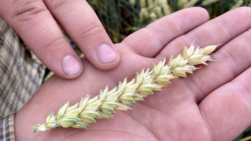 Bei ihrer Abschlussprüfung müssen die angehenden Landwirte den Weizen auf dem Feld prüfen, zum Beispiel auf Pilzbefall.