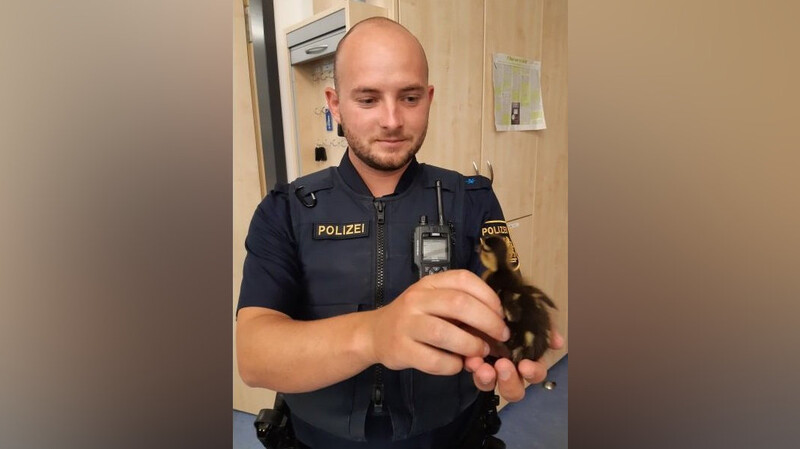 Ein Polizist hält in Coburg ein Entenküken in der Hand.