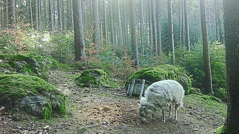 Am Haidstein lief das Schaf in eine Fotofalle.